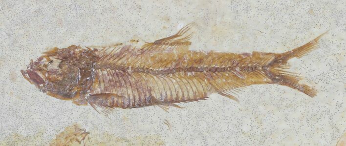 Knightia Fossil Fish - Wyoming #60860